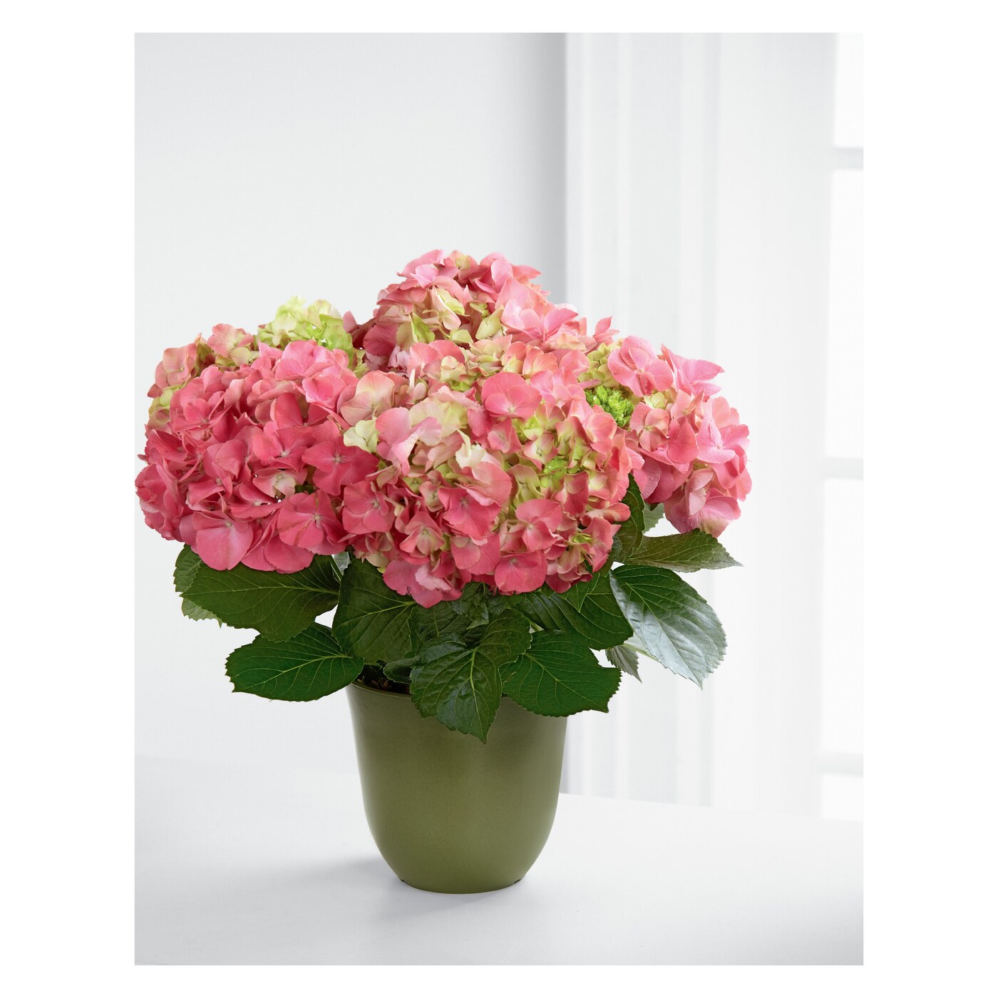 Fresh flowers flower collection