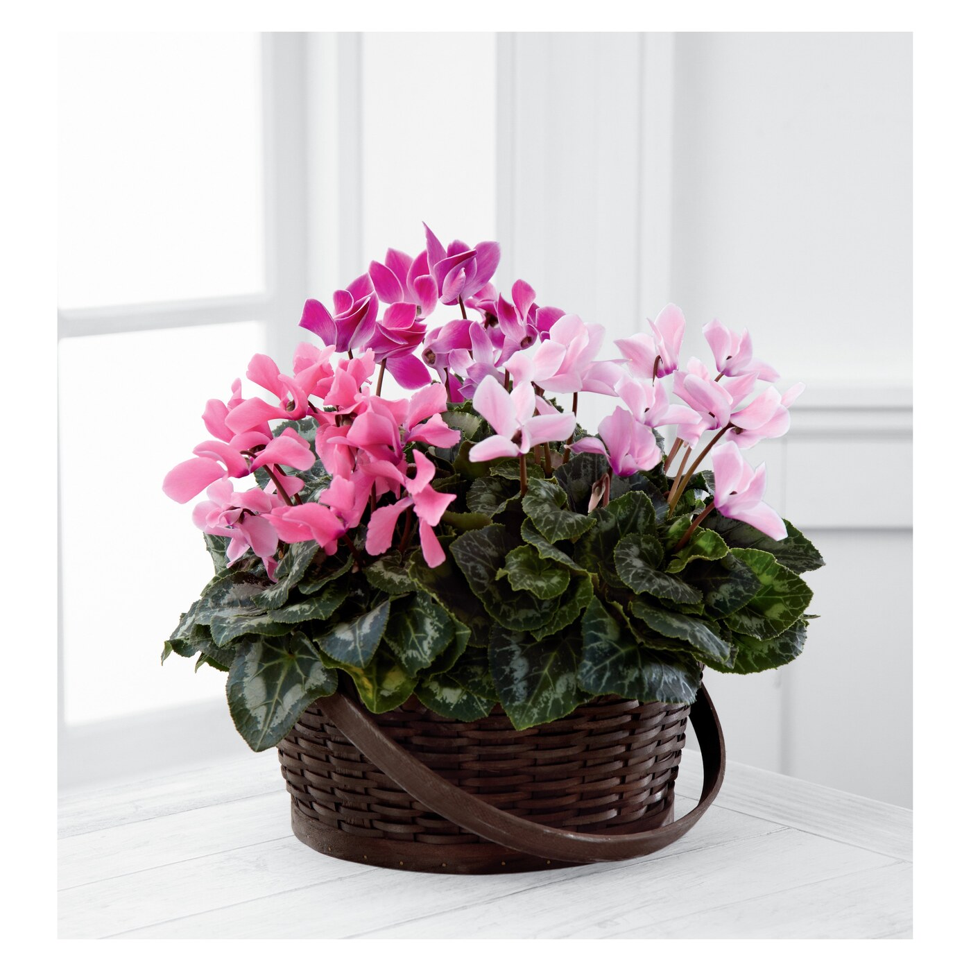 Mixed Cyclamen Planter flower arrangement