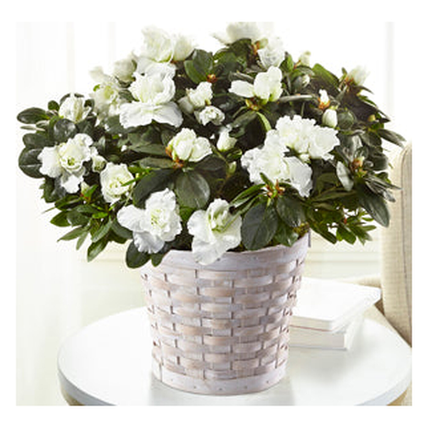 White Azalea Plant flower arrangement